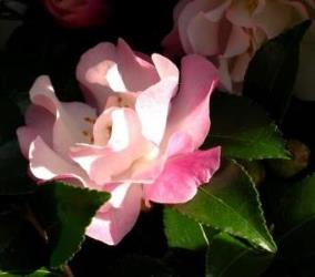 October Magic® Orchid™ Camellia, Camellia sasanqua 'Green 94-035'